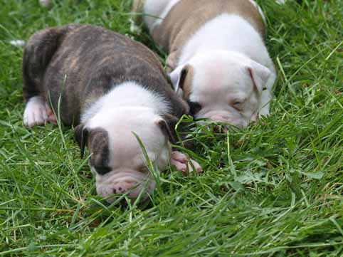 american bulldog pup